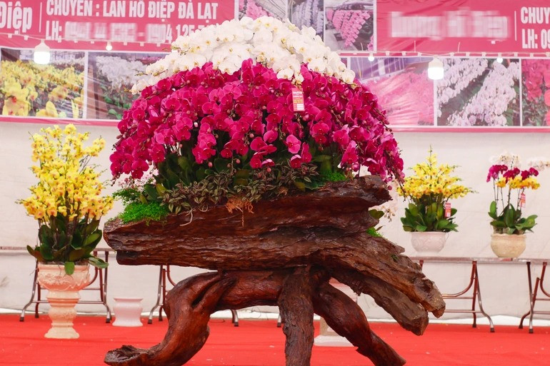 Chậu lan dáng kim thiền "khủng", cao hơn 2m, gồm hơn 200 bầu hoa lan hồ điệp màu trắng và tím, được trồng trên gỗ lũa có giá 250 triệu đồng. Ảnh: Dân trí