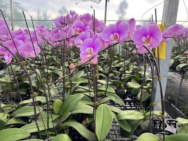 Bên cạnh đào, quất...nhiều người còn tìm mua các loại hoa lan để chơi Tết. Trong đó, lan hồ điệp được nhiều khách hàng tìm mua. Ảnh: Người đưa tin