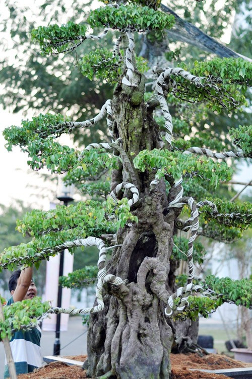 Ở giữa thân cây bị rỗng ruột. Ảnh: Dân Việt