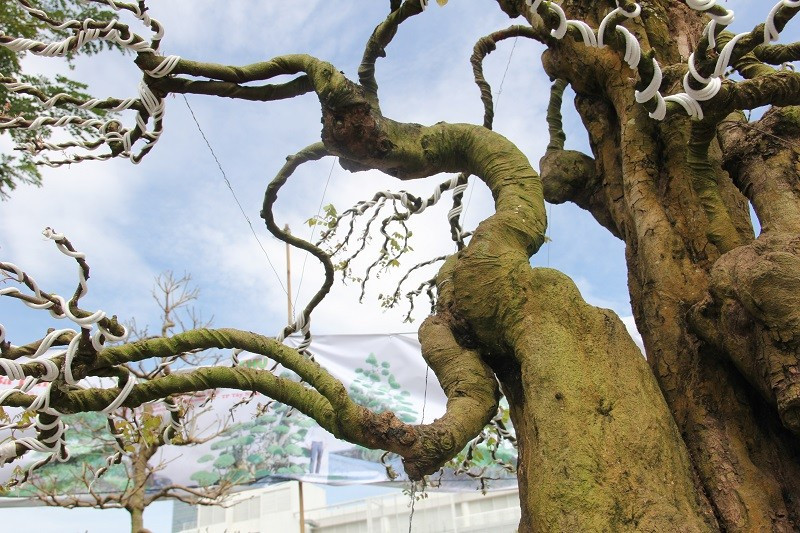 Quan sát gốc hai cây khế và ước tính cây khế cổ có tuổi đời khoảng 300 năm. Ảnh: Plo