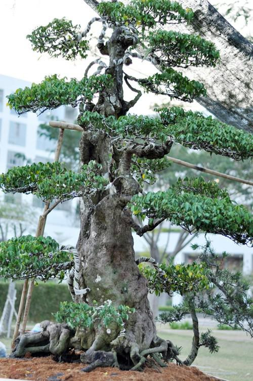 Nghệ nhân Ba Hùng cho biết mua cặp khế từ một nhà vườn ở Tây Ninh và mất 25 năm uốn nắn, tạo dáng. Ảnh: Dân Việt