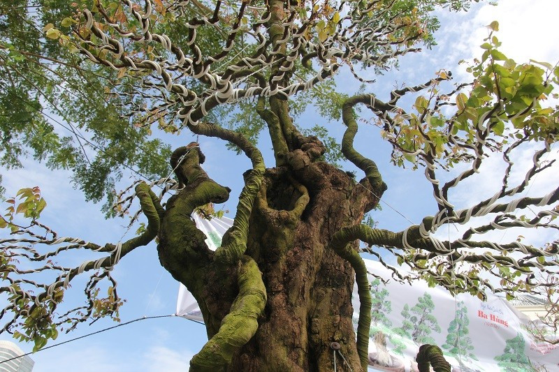 Phần dưới gốc khế nhiều vết u, nần hẳn lên. Ảnh: Plo