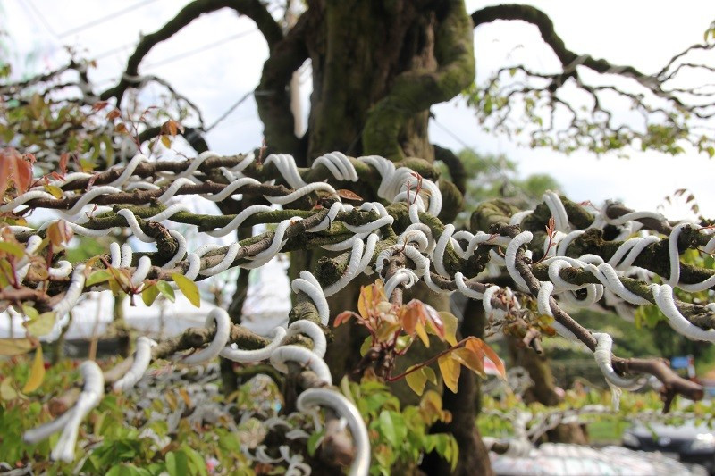 Các tay cành phát triển đều, đẹp mắt. Ảnh: Plo