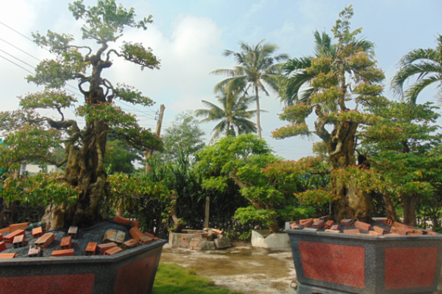 Đáng chú ý, trong vườn kiểng của nghệ nhân Ba Hùng có 2 cây khế với tuổi đời 300 năm. Ảnh: Congnghieptieudung