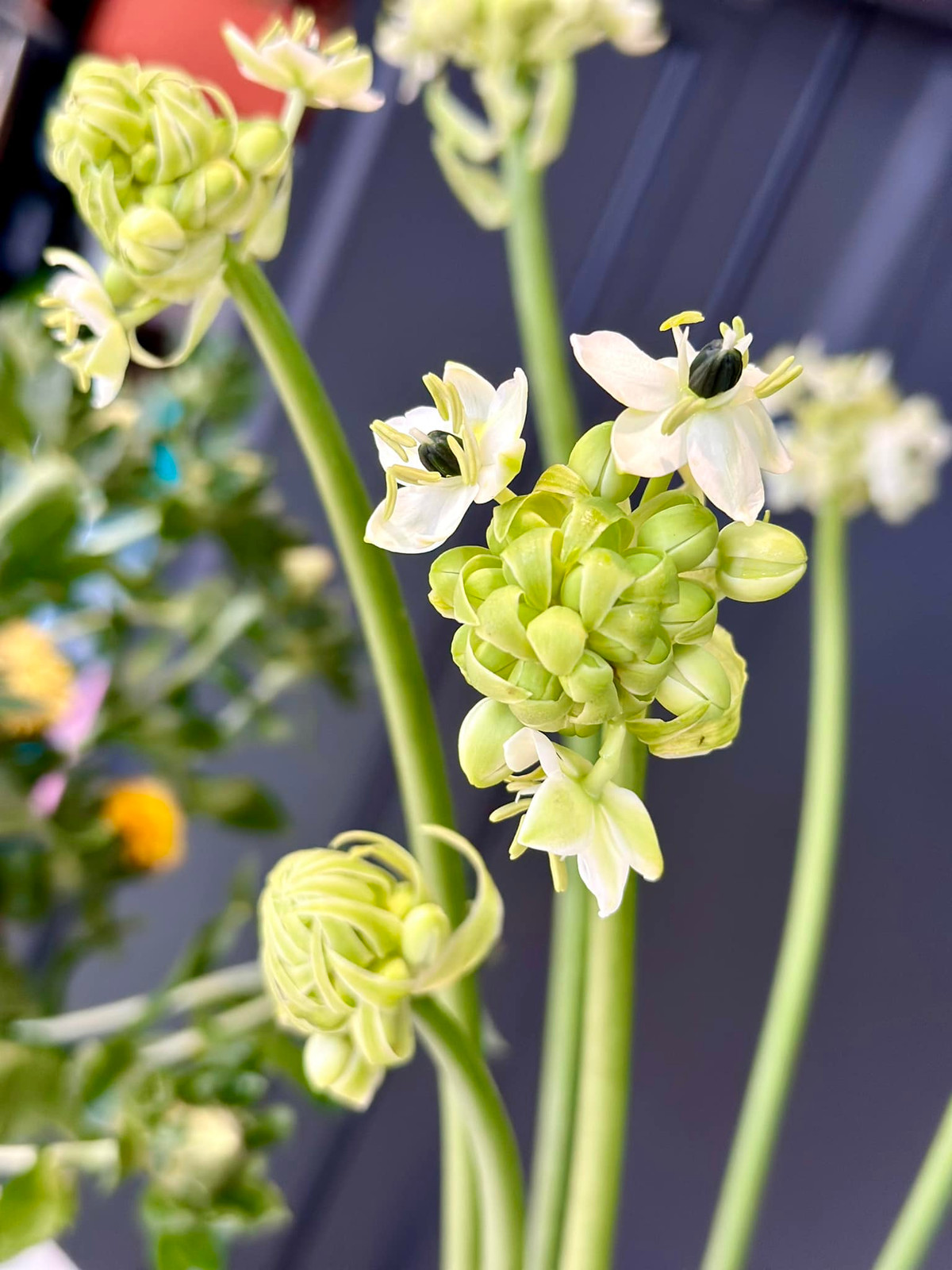 Mới đây, Pha Lê hào hứng khoe lần đầu cắm thiên nga mắt đen. Ảnh: FBNV