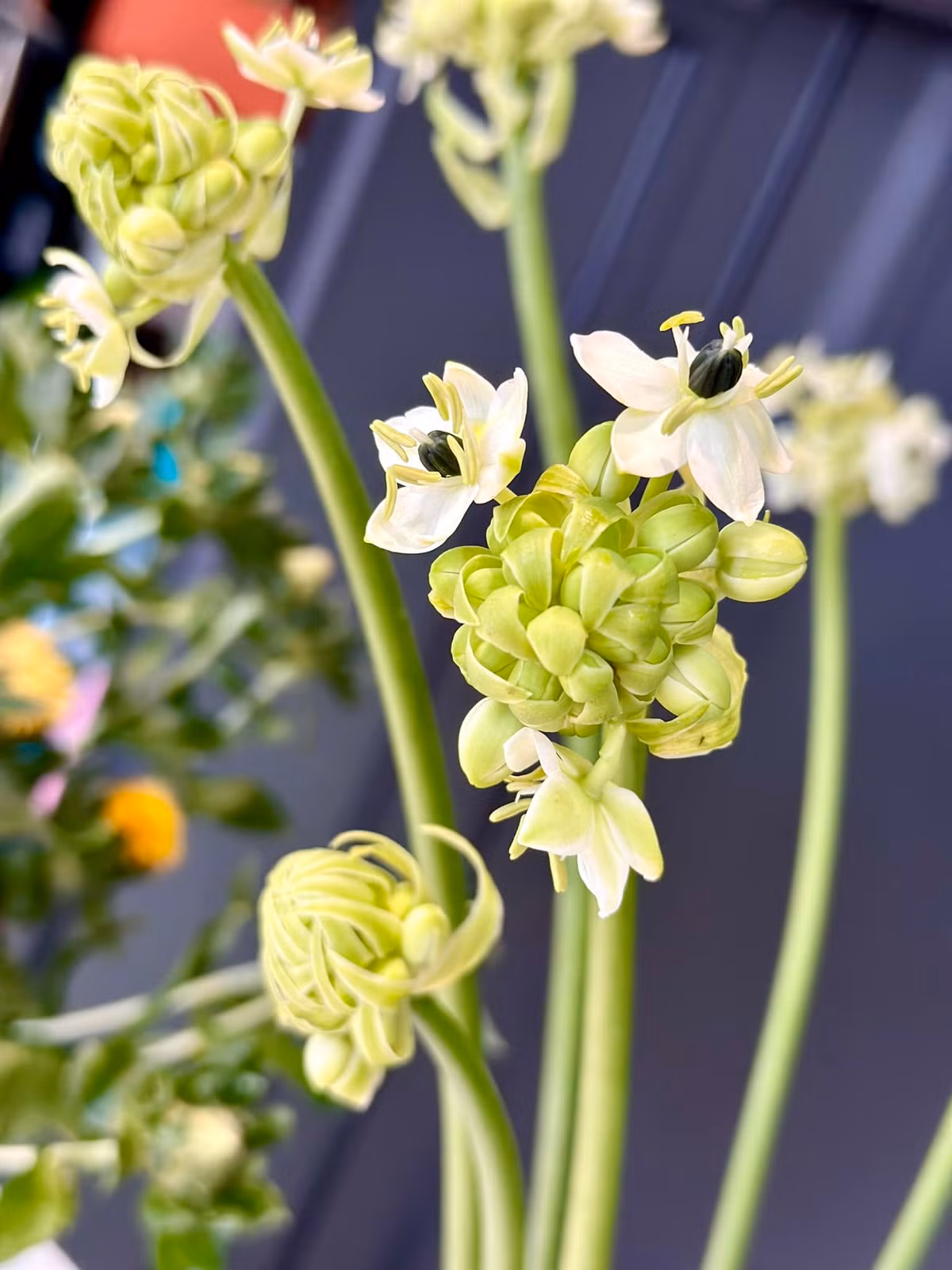 Mới đây, Pha Lê hào hứng khoe lần đầu cắm thiên nga mắt đen. Ảnh: FBNV