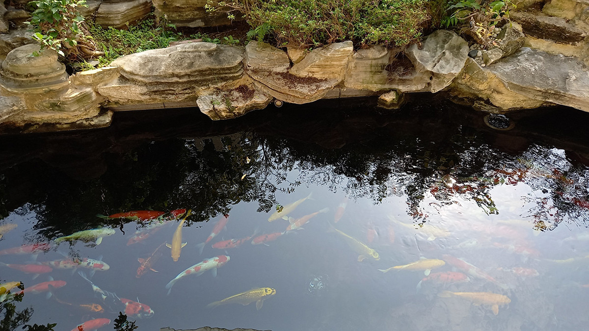 Không chỉ có cây xanh mát bao bọc, khoảng sân nhà cũng được các kiến trúc sư thiết kế hồ bơi, bể cá…