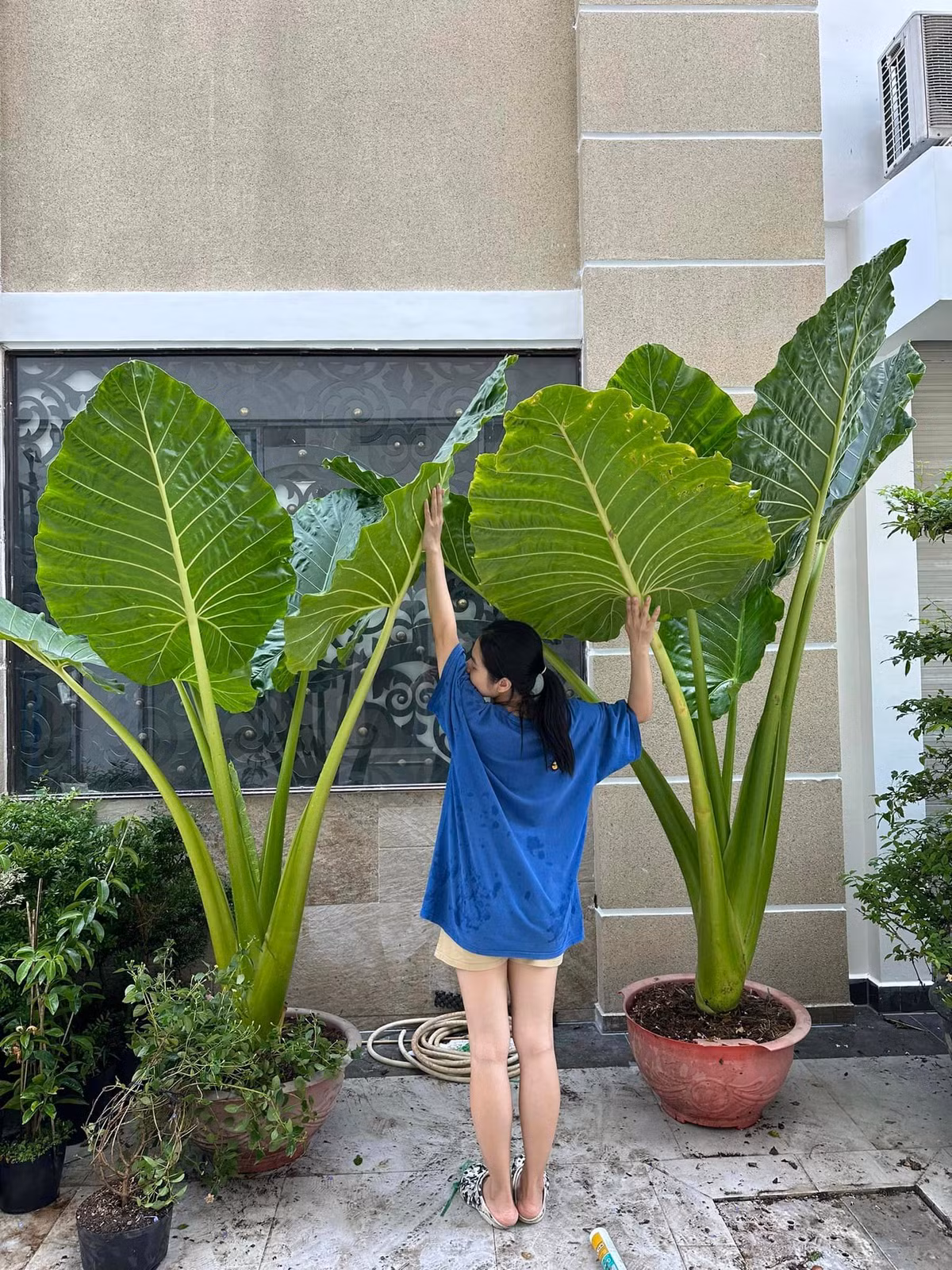 Vân Trang cũng từng chia sẻ hình ảnh làm nông dân tại gia.