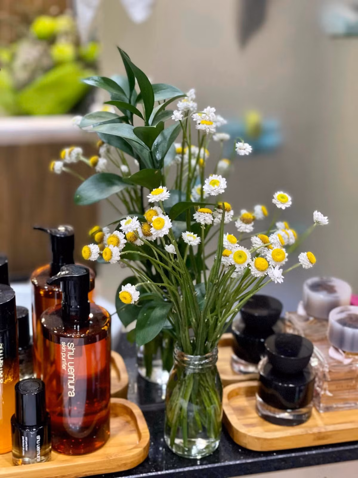 Cúc Tana nhỏ bé có hình dạng tương tự với cúc họa mi hay hoa xuyến chi.