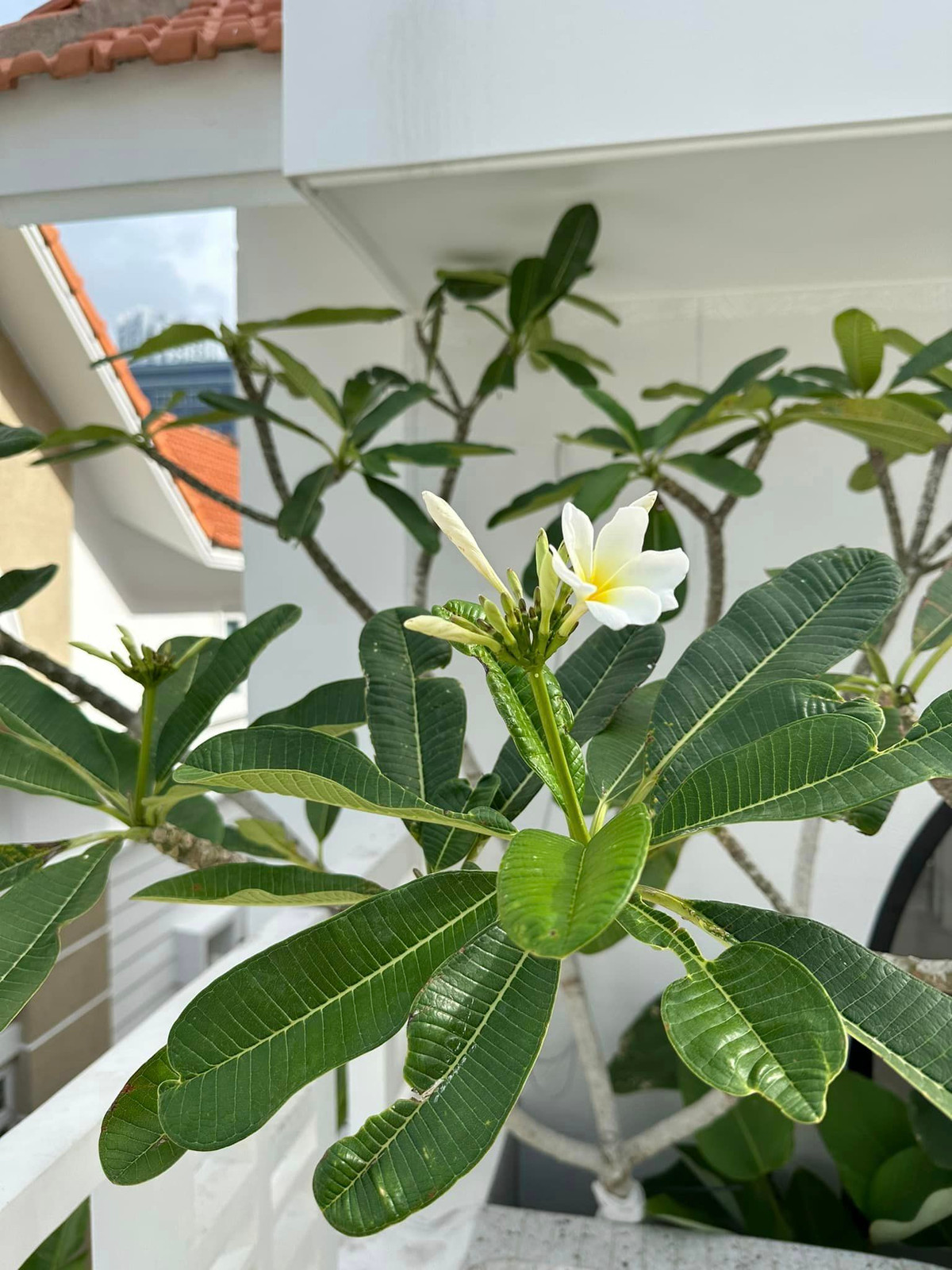 Bông hoa đầu tiên sau 1 tuần trồng xuống ban công.