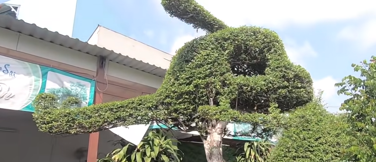 Thời điểm đó, anh Hoàng rao bán cây mai chiếu thuỷ với giá hơn 1 tỷ đồng.