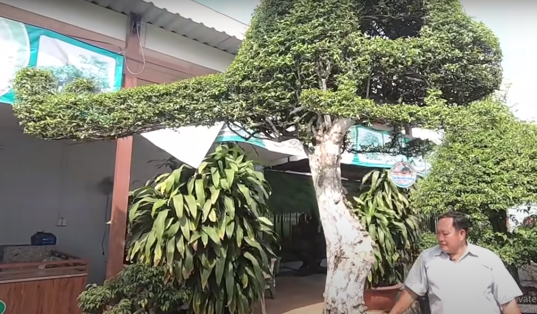 Anh Hoàng cho biết mua cây mai chiếu thuỷ máy bay trực thăng này từ một người phi công ở Long An.