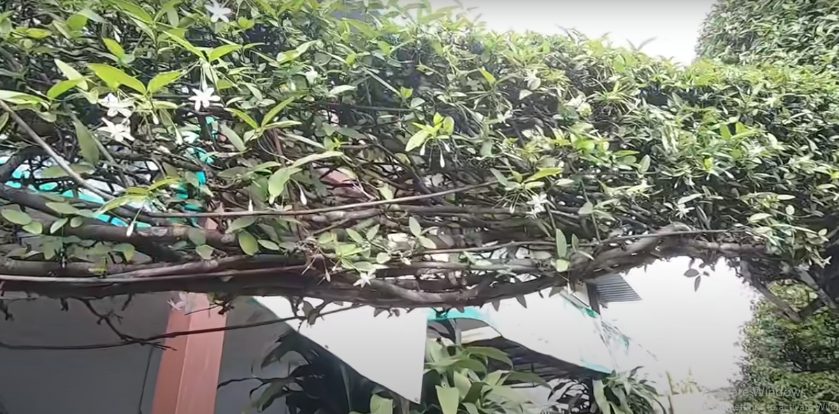 Cây mai chiếu thuỷ nở hoa trắng rất đẹp mắt.