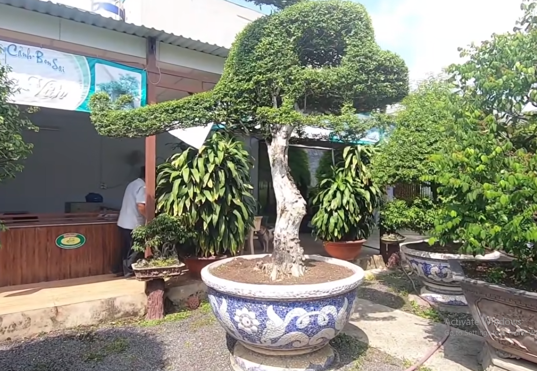 Điều đặc biệt cây mai chiếu thuỷ có một thân, đã hơn 130 năm.