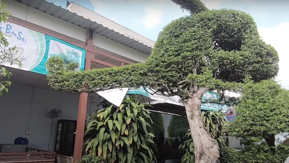 Sau nhiều năm tạo hình công phu, khéo léo, tác phẩm mai chiếu thuỷ tạo hình máy bay trực thăng trở nên đẹp mắt, cân đối với hoa trắng trải đều khắp thân. Nguồn ảnh: chụp màn hình Độc Lạ Bình Dương