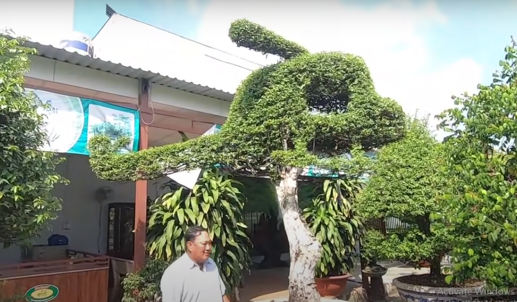 Năm 2020, kênh youTueb Độc Lạ Bình Dương giới thiệu một cây mai chiếu thuỷ tạo hình máy bay độc đáo thuộc sở hữu của anh Đỗ Minh Hoàng (một nghệ nhân nổi tiếng ở Hóc Môn, TP HCM).