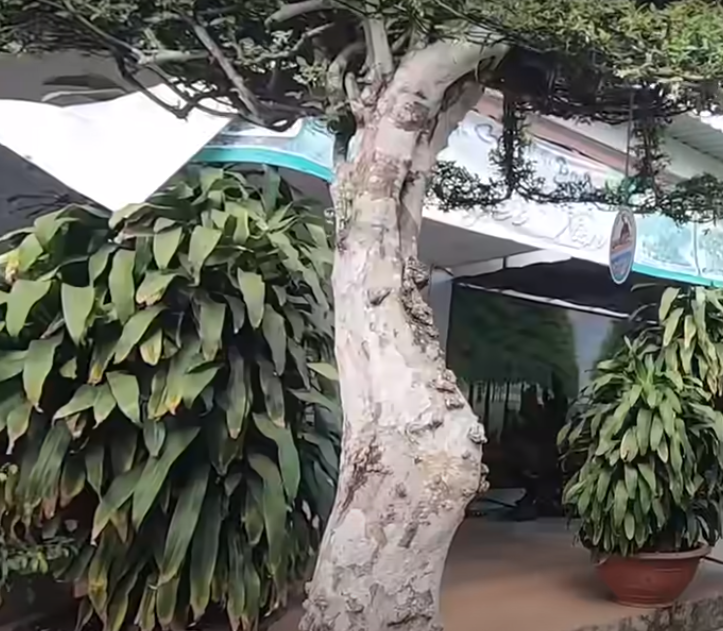 Cây cao khoảng 2,2 mét.