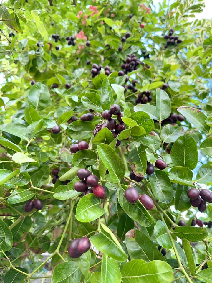 Siro, lựu cũng trĩu cành.