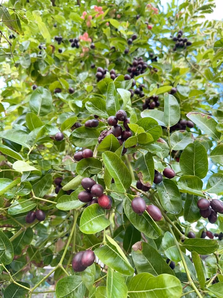 Siro, lựu cũng trĩu cành.