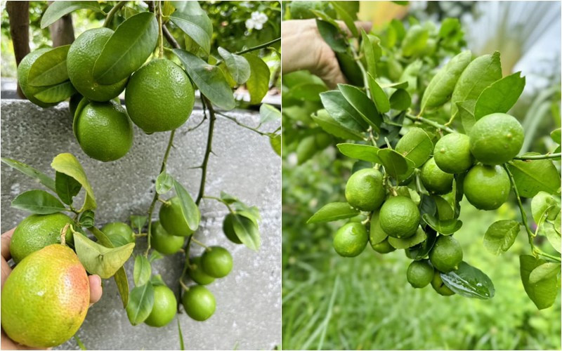 Thời gian qua, Mỹ Lệ sang Đức nên khu vườn ở TP HCM vắng chủ.