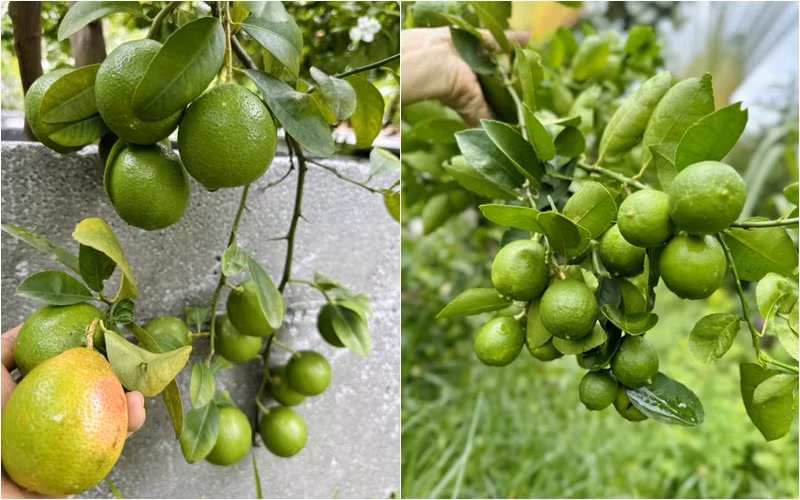 Thời gian qua, Mỹ Lệ sang Đức nên khu vườn ở TP HCM vắng chủ.