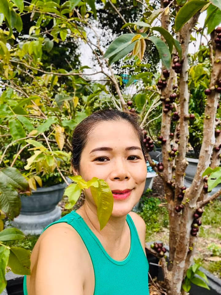 Nho thân gỗ chi chít quả nhưng chim với chuột, sóc chén nham nhở trên cây.