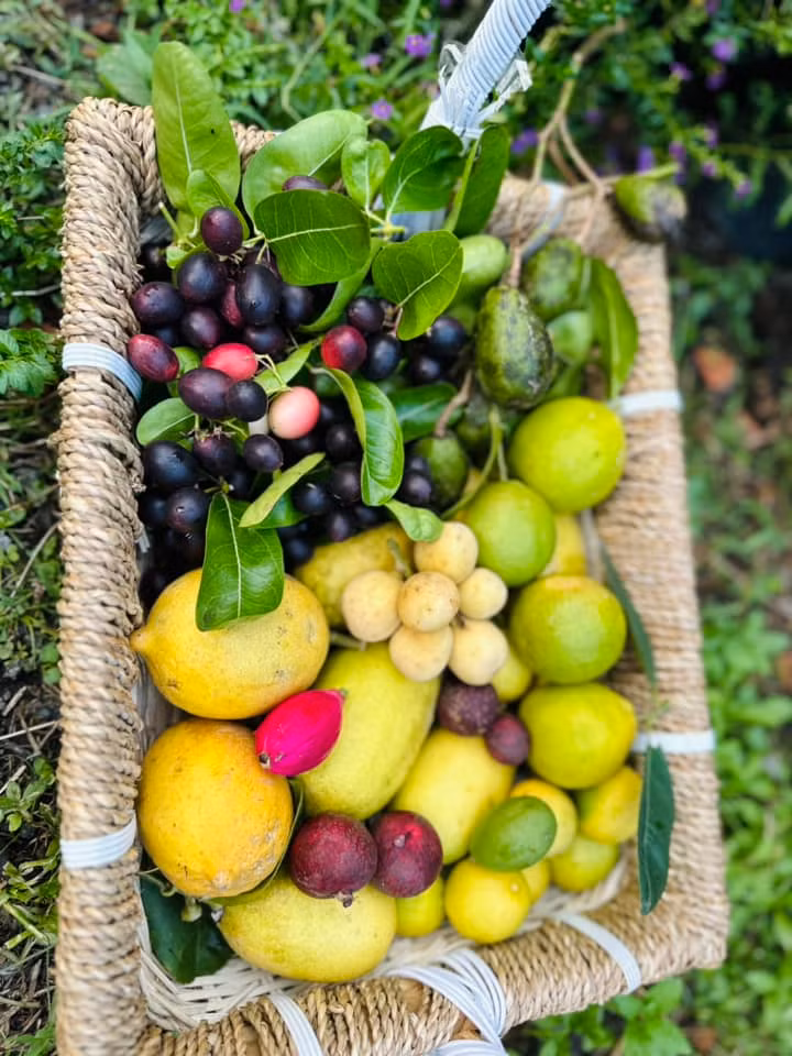 Thành quả thu hoạch được trong khu vườn của Mỹ Lệ. Nguồn ảnh; FBNV