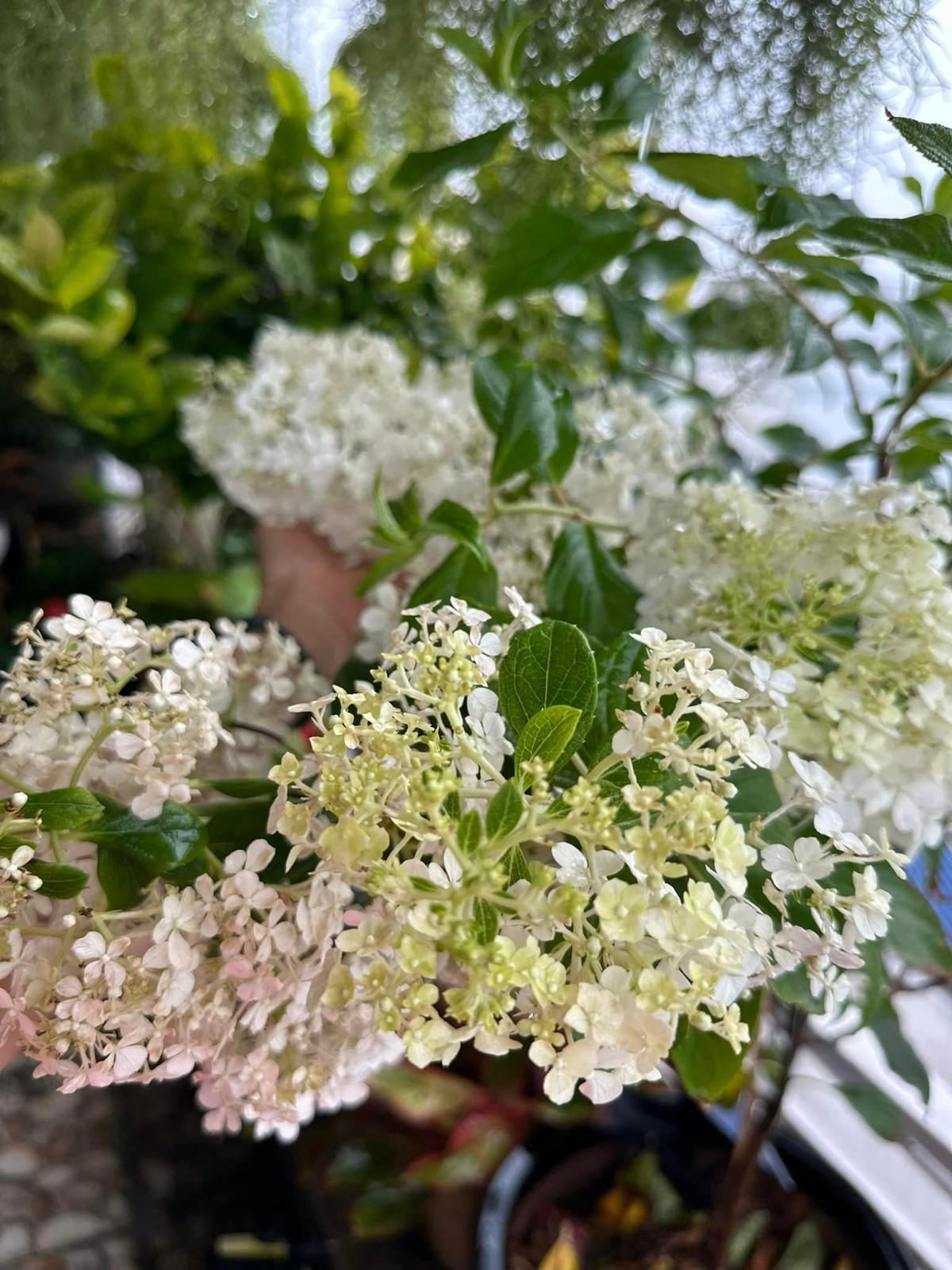 Mỹ Lệ cho biết, mỗi đợt hoa khoảng 2 tháng mới tàn.