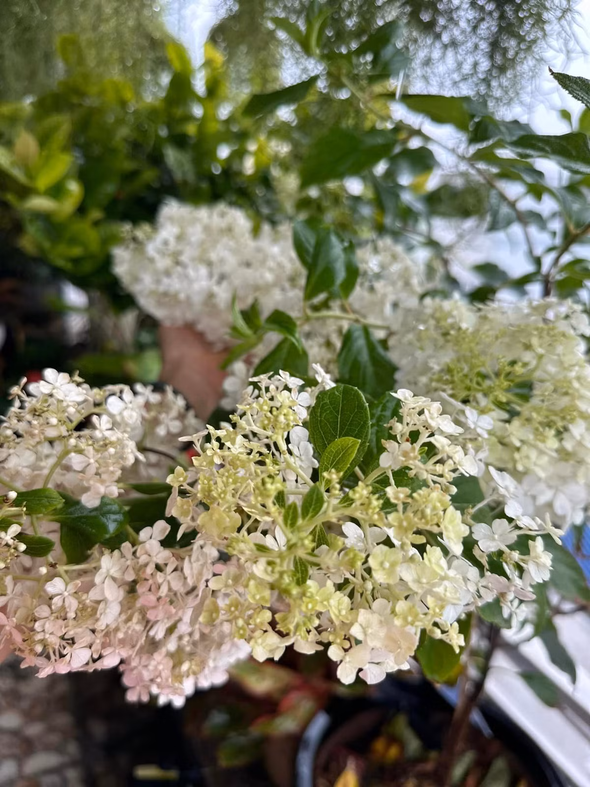 Mỹ Lệ cho biết, mỗi đợt hoa khoảng 2 tháng mới tàn.