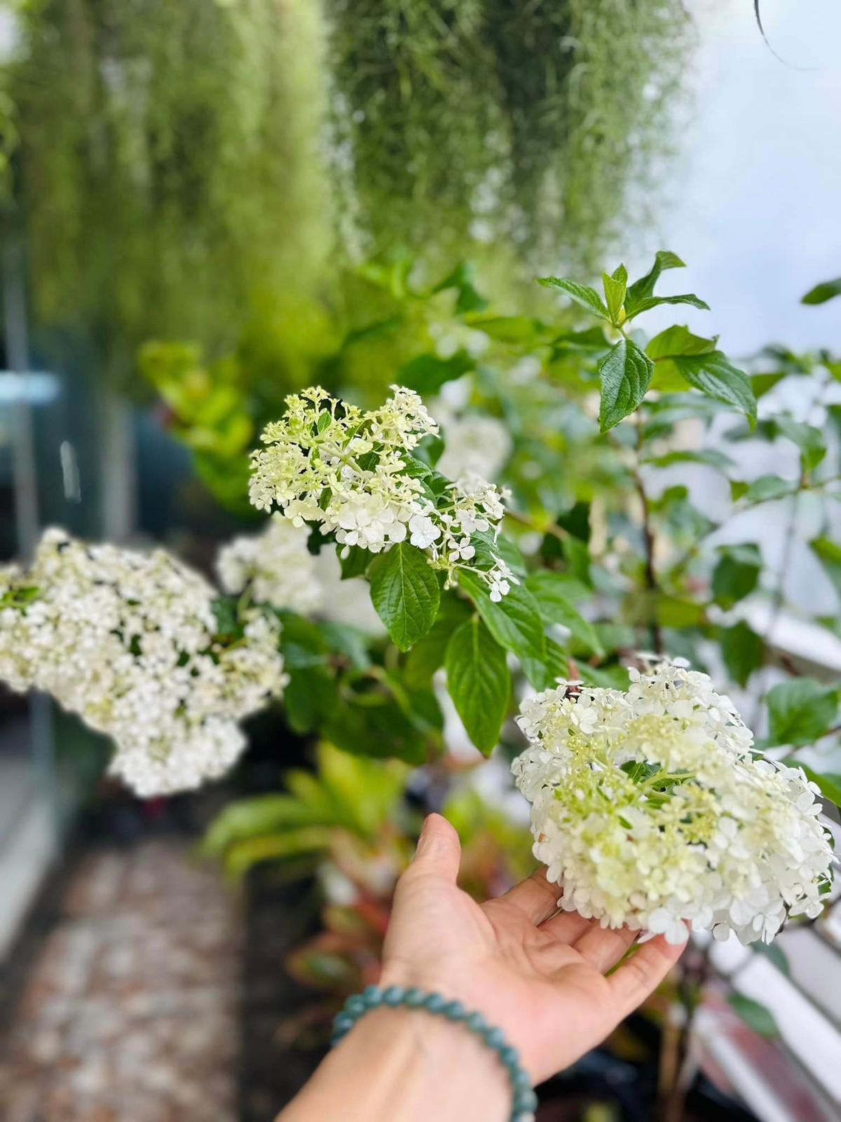 Cẩm tú cầu thân gỗ đẩu tiên trồng ở Sài Gòn cho hoa trĩu trịt cả tháng.