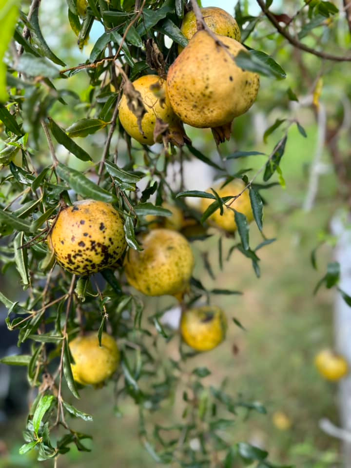 Vườn nhà cây trái trĩu cành, gặp mưa oằn hết xuống đất.