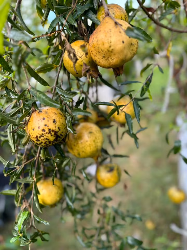 Vườn nhà cây trái trĩu cành, gặp mưa oằn hết xuống đất.