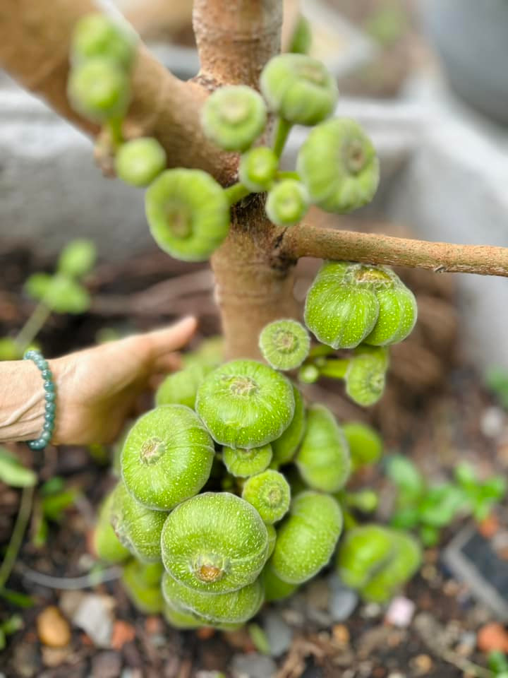 Cây vả cho trái to bằng cái chén.