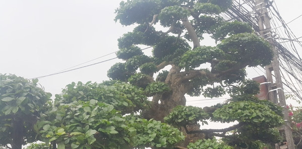 Cây cao gần 4m, có đến trên dưới 10 tán. Đặc biệt, một đại gia Hải Dương có ý muốn đổi ngang chiếc xe ô tô trị giá khoảng 1,2 tỷ để lấy cây song chủ nhân không đồng ý. Ảnh: Dân Việt