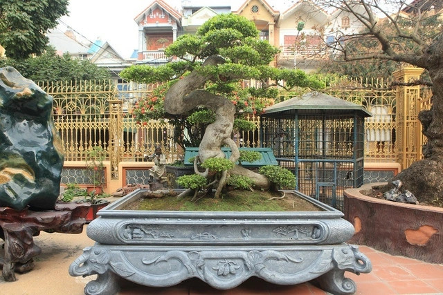 Cách đây vài năm, một đại gia Phú Thọ gây xôn xao dư luận khi sở hữu cây duối cổ có tuổi đời khoảng 200 năm. Ảnh: Dân trí