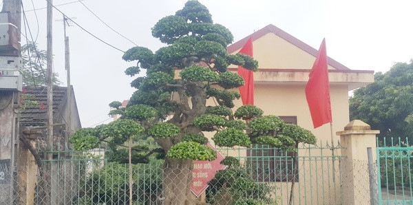 Duối kiểng cổ thụ "tình phụ tử" có tuổi đời lên tới hơn 120 năm của ông Trần Văn Được (Ninh Bình) từng gây thu hút sự chú ý của đông đảo giới mê cây cảnh. Ảnh: Dân Việt