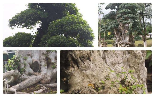 Cây duối cao hơn 3 mét, có rất nhiều nhánh, cành. Cây từng được khách trả giá 6 tỷ đồng, song chủ nhân nhất quyết không bán. Ảnh: Dân Việt