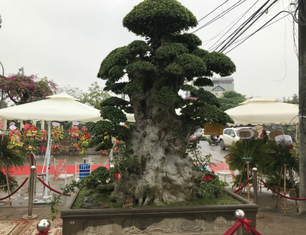 Cây duối cổ mang tên "Lão mai đại thọ" được cho là đã 1.000 năm tuổi thuộc sở hữu của nhà vườn Hòa "taxi" tại huyện Văn Giang, tỉnh Hưng Yên. Ảnh: Thuonghieusanpham