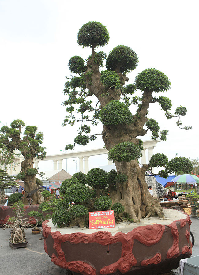 Cây duối từng được rao bán với giá hơn 10 tỷ đồng. Ảnh: Dân Việt