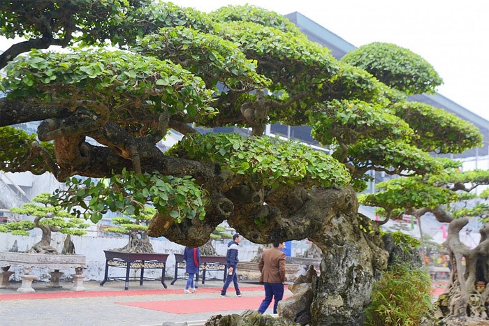 Dáng cây mềm mại như chim phượng đang múa, tàn nhánh xòe ra tuyệt đẹp, mình rồng uốn khúc nhịp nhàng có 1-0-2. Ảnh: VTCNews