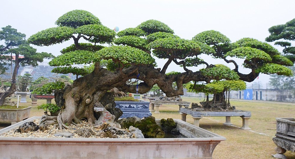 "Lão duối" cổ hơn trăm năm tuổi mang thế độc "long đàn phượng vũ" của ông Vũ Văn Mai ở huyện Vĩnh Tường, tỉnh Vĩnh Phúc khiến giới cây cảnh phải trầm trồ, mê mẩn. Ảnh: VTCNews