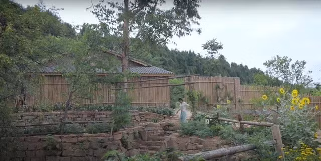 Hàng rào của sân không phải bằng gạch mà bằng tre và gỗ, do Lý Tử Thất tự tay làm.