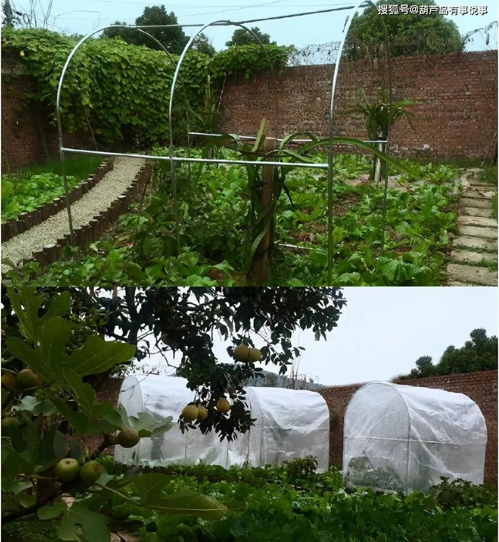 Lý Tử Thấy còn xây nhà kính để trồng rau xanh.