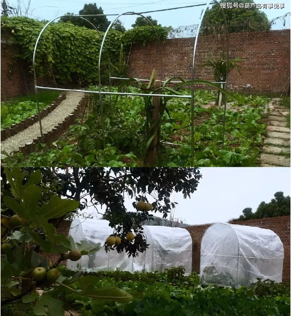 Lý Tử Thấy còn xây nhà kính để trồng rau xanh.