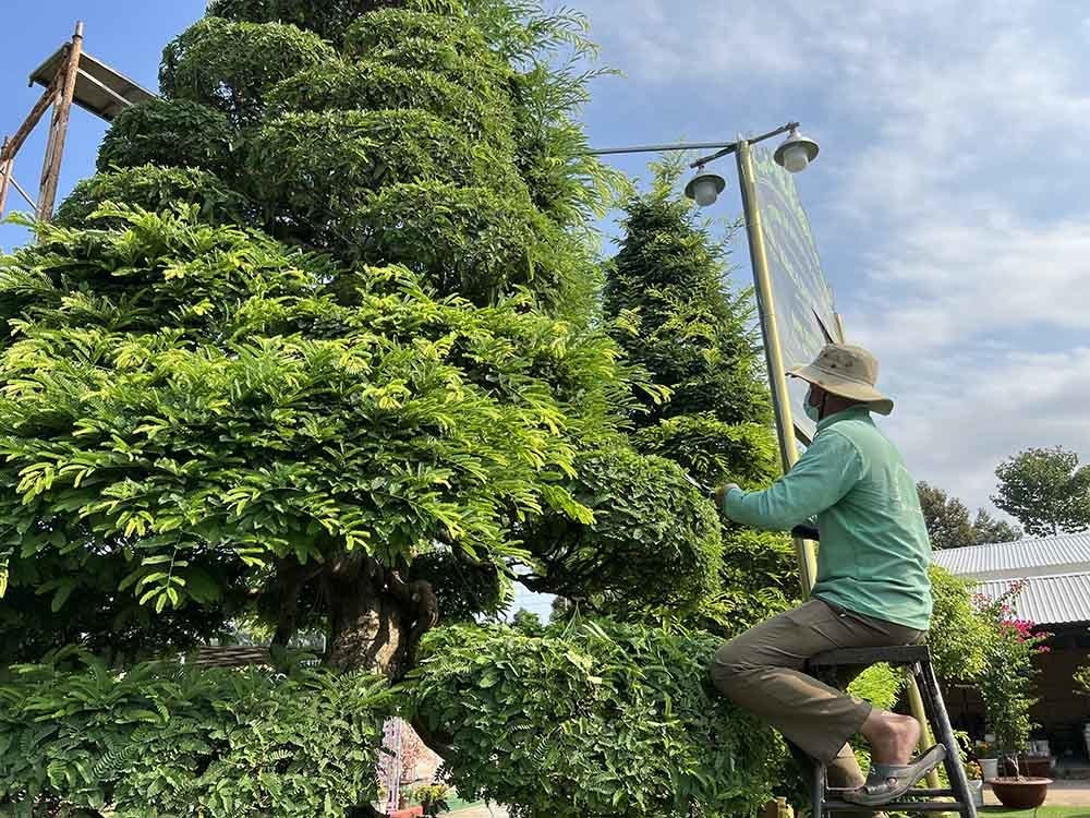 Thân cây me cao 6m, đường kính tán cây 3,5 m, bề hoành gốc 1,4 m, có dáng hình cây thông (nhỏ dần từ gốc đến ngọn). Ảnh: Người đưa tin