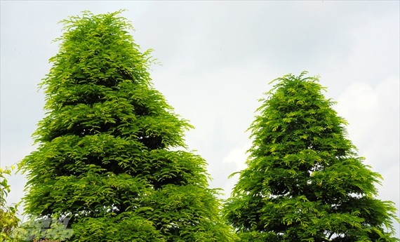 Cặp me kiểng được anh Lộc mua tại tỉnh Tiền Giang vào năm 1993 với giá 40 triệu đồng. Ảnh: Nông nghiệp