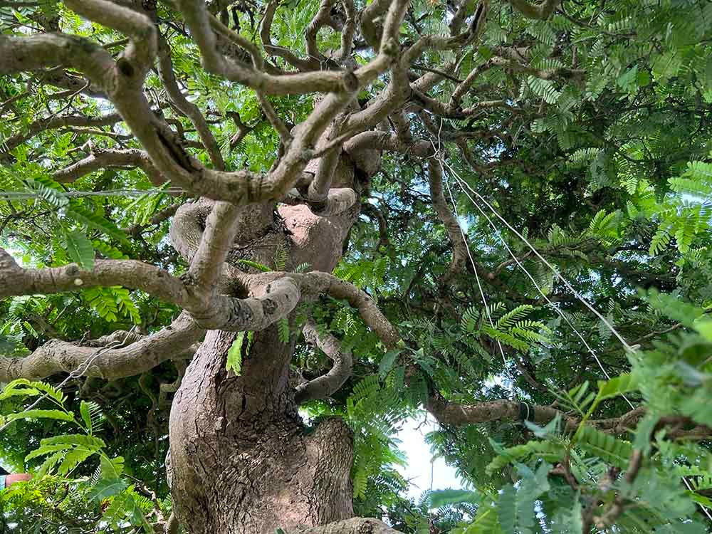 Cặp me được sửa theo kiểu tứ diện sơn thuỷ, mỗi chi có 2 nhánh. Ảnh: Vietnamnet