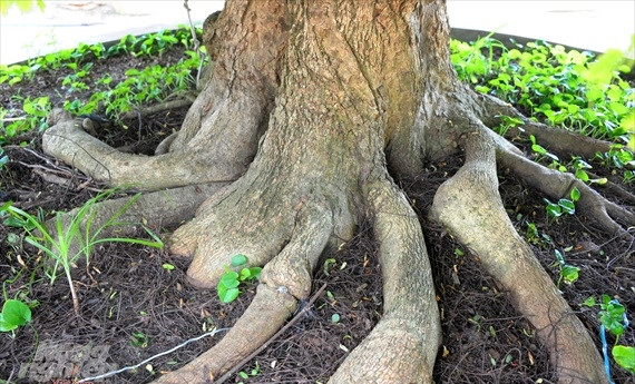 Gốc và rễ của cây to và hình dáng rất đẹp. Ảnh: Nông nghiệp