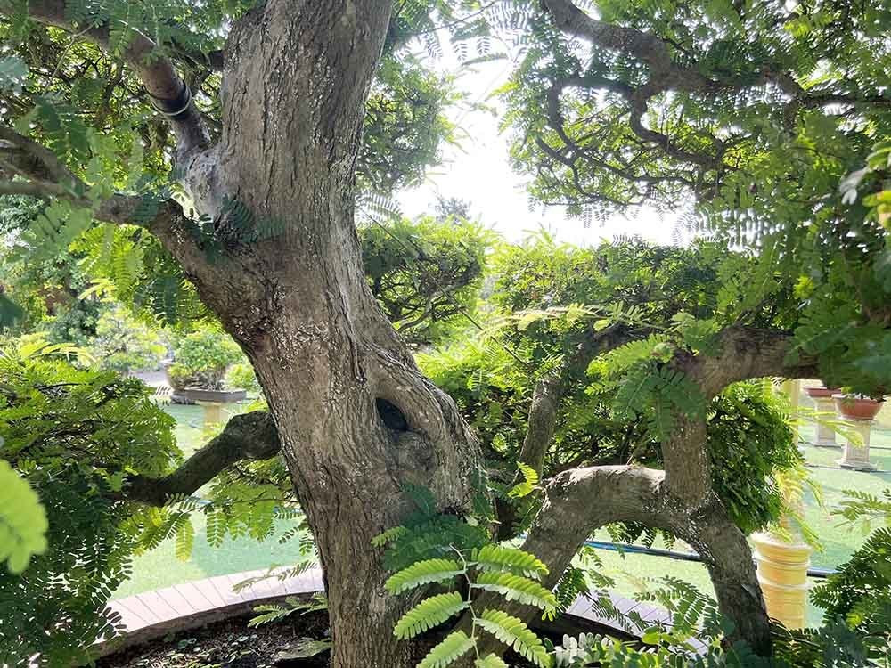 Dù đã hơn 100 năm tuổi nhưng mỗi năm, cây vẫn ra hoa và đậu trái. Ảnh: Vietnamnet