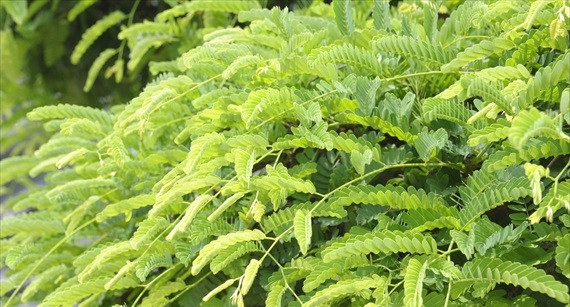 Cặp me cổ quanh năm xanh tốt. Ảnh: Nông nghiệp